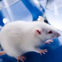 SHR自发性高血压模型