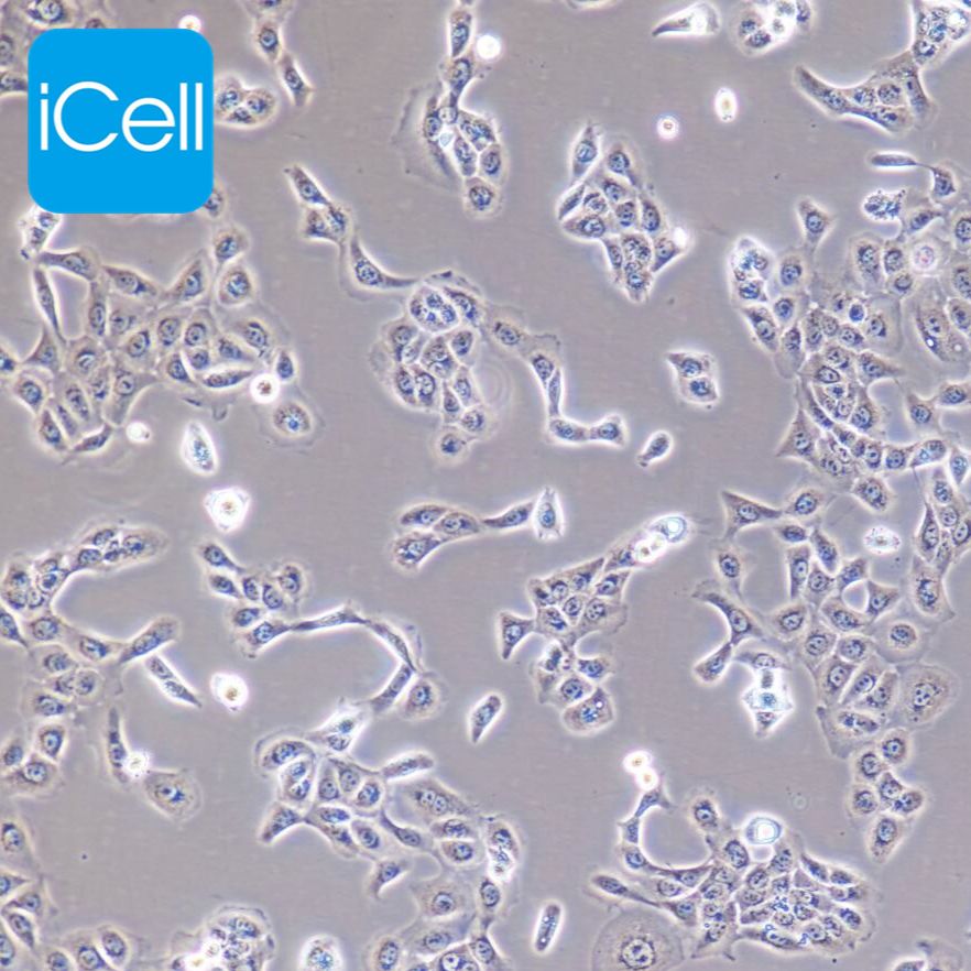 hacat/sh-sy5y/HELA/MDA-MB-231/huvec/DMEM培养基