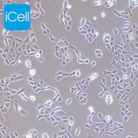 hacat/sh-sy5y/HELA/MDA-MB-231/huvec/DMEM培养基