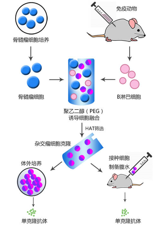 杂交瘤法小鼠/兔单克隆抗体制备