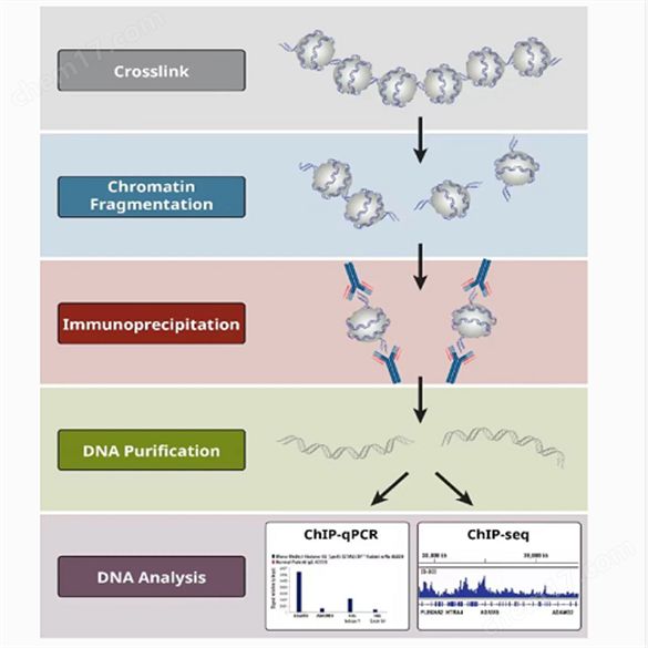 染色质免疫共沉淀引物设计