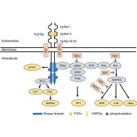 维百奥生物代理辰辉创聚生物Nebulabio 提供FGF信号通路相关蛋白