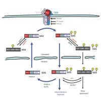 辰辉创聚生物Nebulabio 提供TGF-beta信号通路相关蛋白