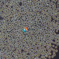 WEHI-3小鼠白血病细胞 