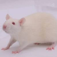 大鼠高血压动物模型