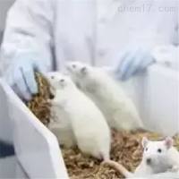 小鼠高血脂小鼠动物模型