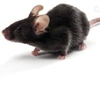 小鼠高血压动物模型