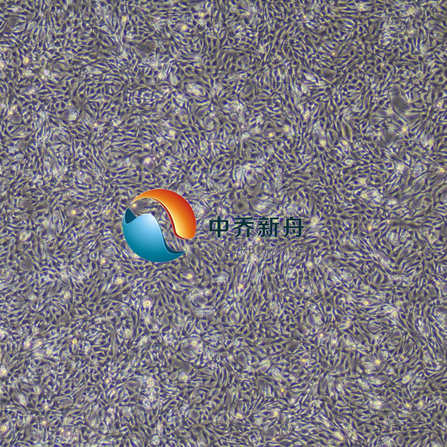 GC-2spd(ts)小鼠精母细胞