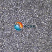 GC-2spd(ts)小鼠精母细胞