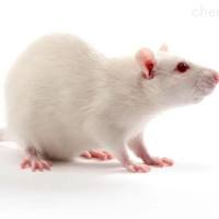 小鼠血管紧张素Ⅱ诱导高血压模型