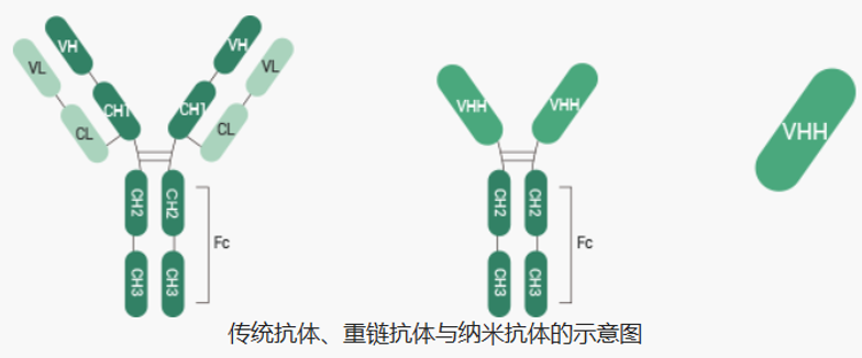 抗体基础知识（一）：抗体及系列免疫检测技术全解析