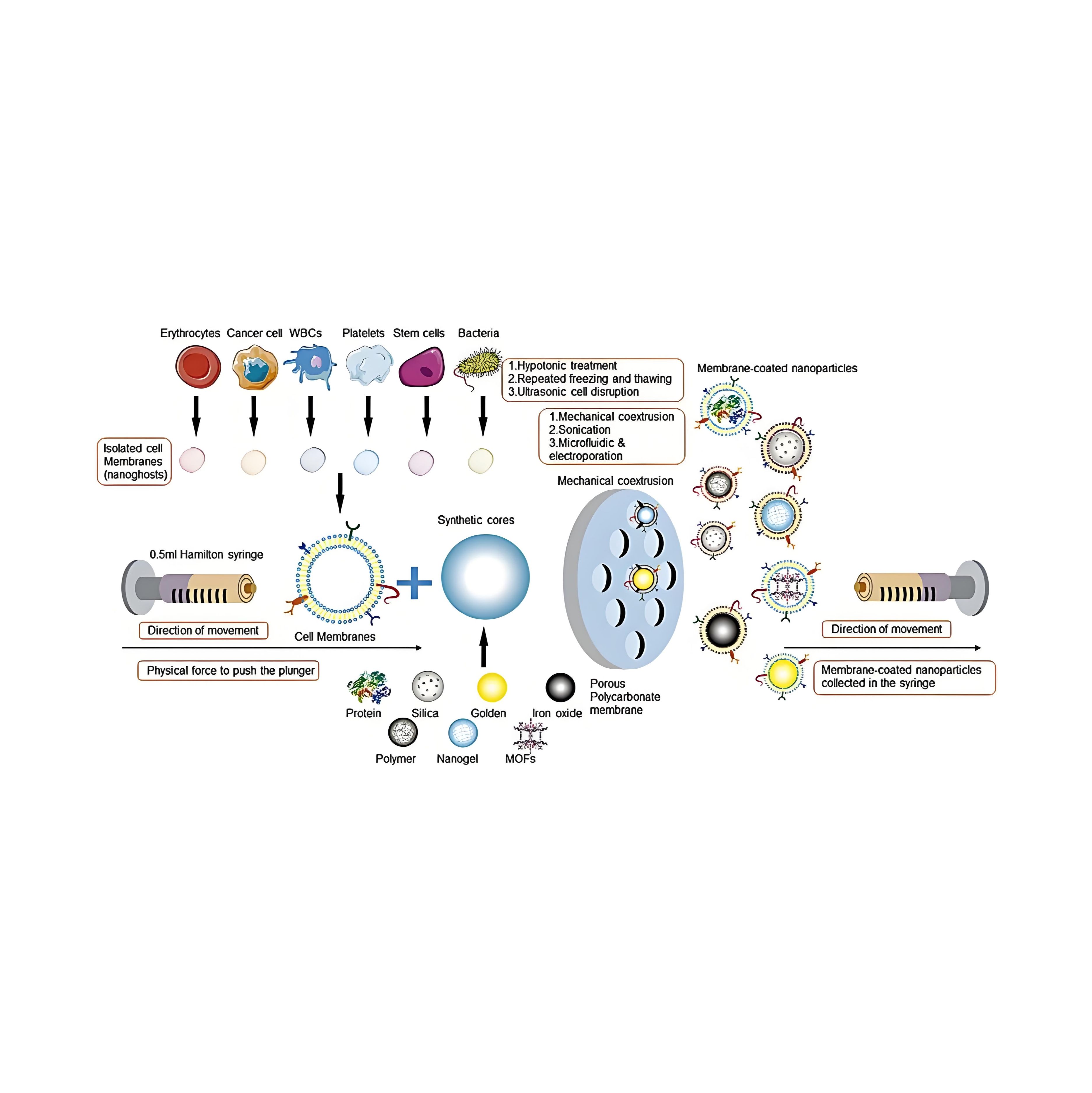 包载白藜芦醇和姜黄素的脂质体被C2C12小鼠成肌细胞的细胞膜(MC)包裹