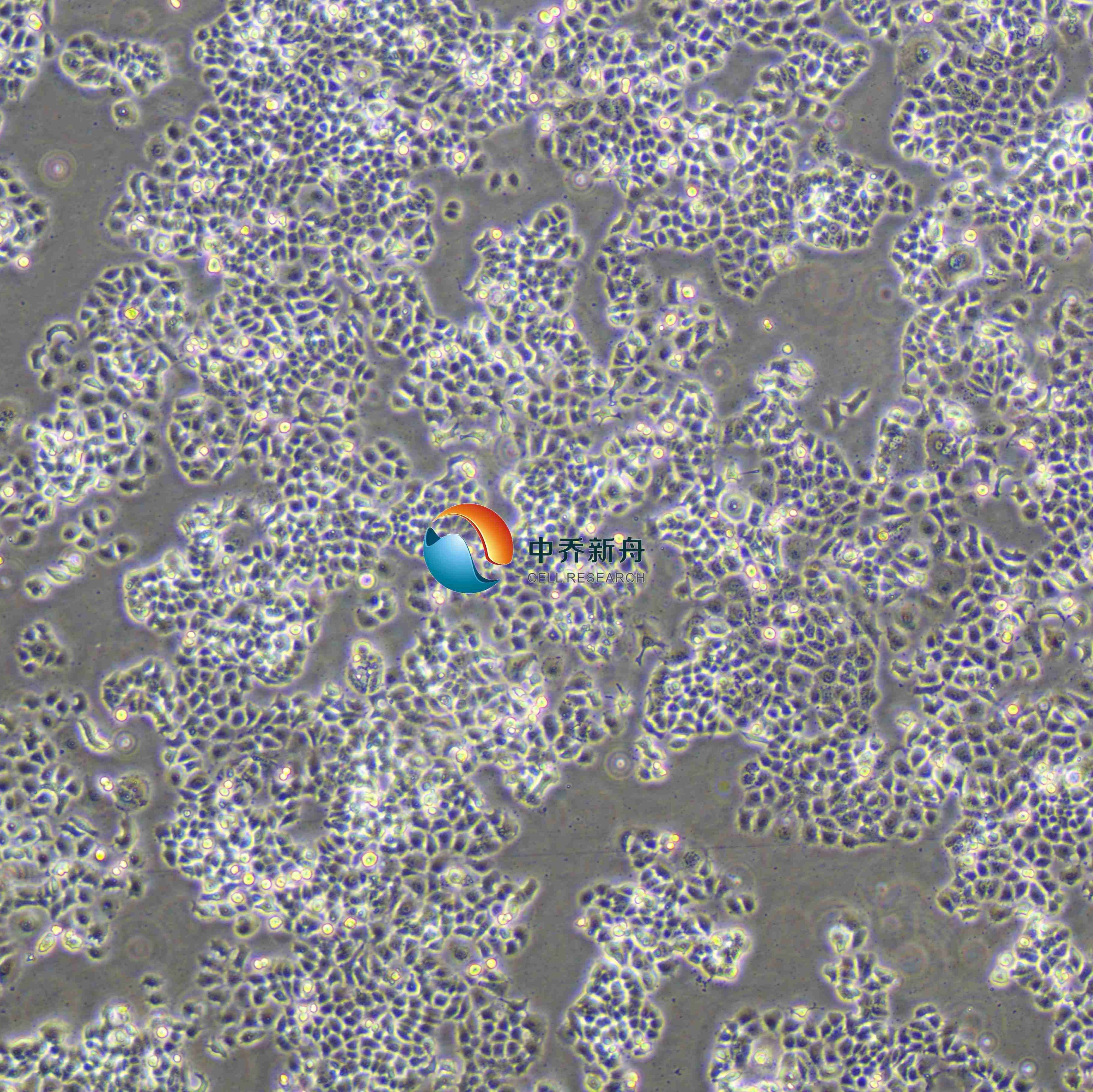 NCI-H2126人肺癌细胞