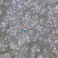 NCI-H2126人肺癌细胞