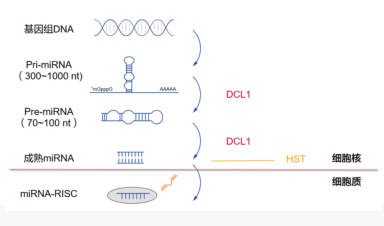 miRNA实验解决方案（操作手册）---第一章：miRNA简介
