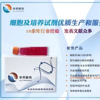 NCI-H508人结肠直肠腺癌细胞