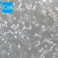 Bcap-37细胞、Bcap37细胞、Bcap-37、Bcap37、人乳腺癌细胞/STR鉴定/镜像绮点(Cellverse)