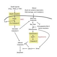 维百奥生物代理辰辉创聚生物Nebulabio 提供Apoptosis信号通路相关蛋白