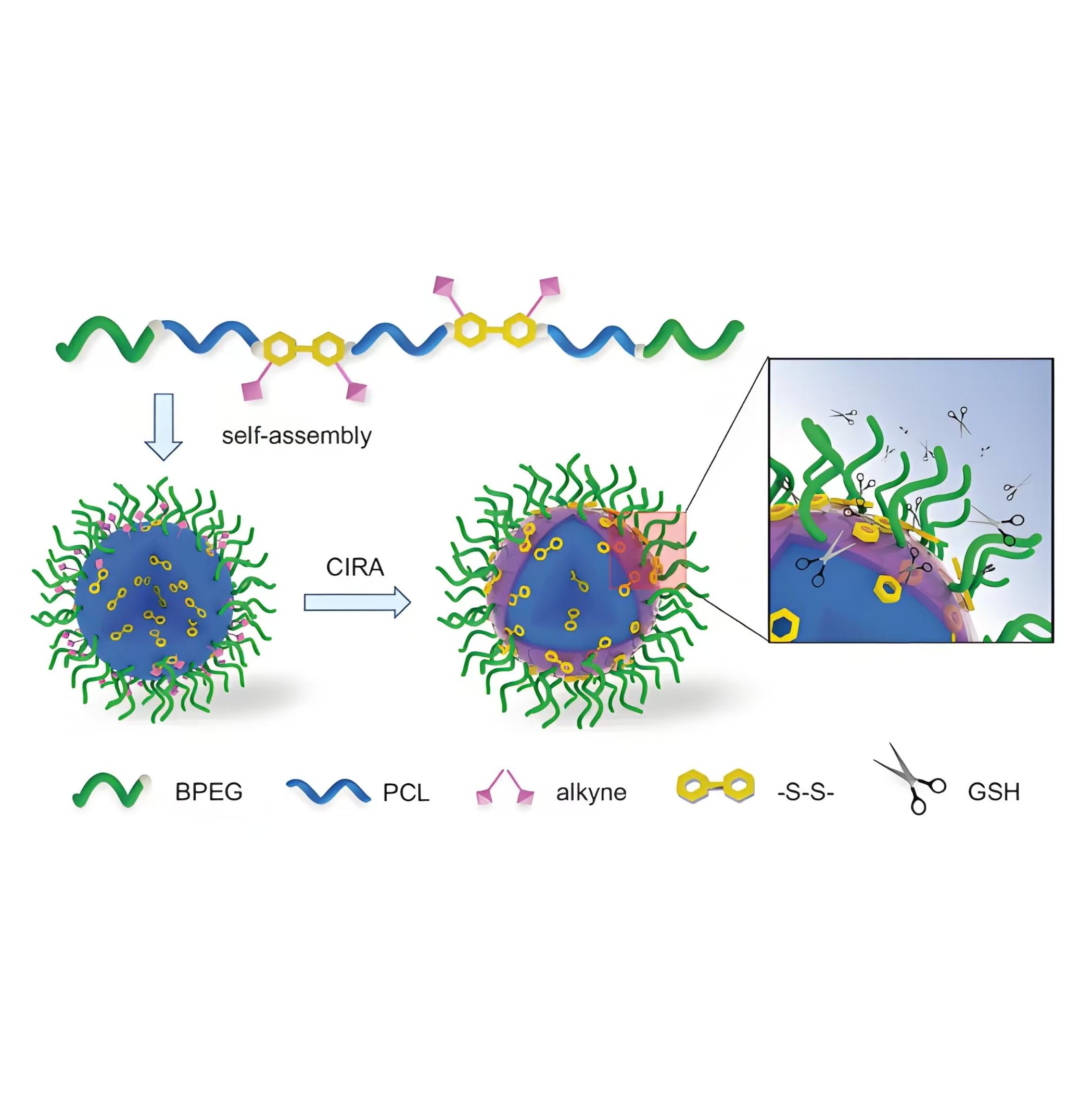 PEG-PLA胶束包载阿可拉定