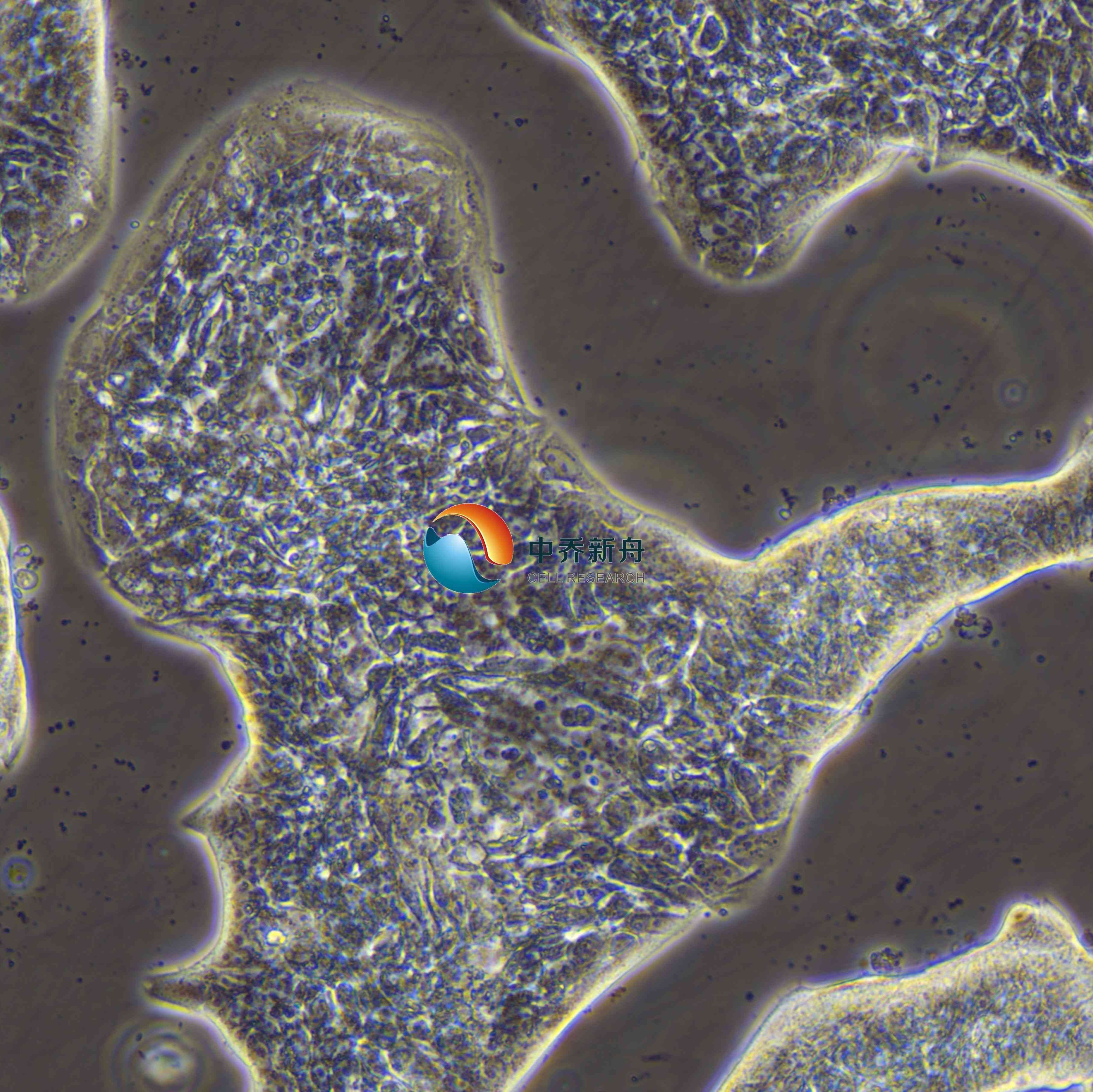 LC-2/AD人肺癌腺癌细胞