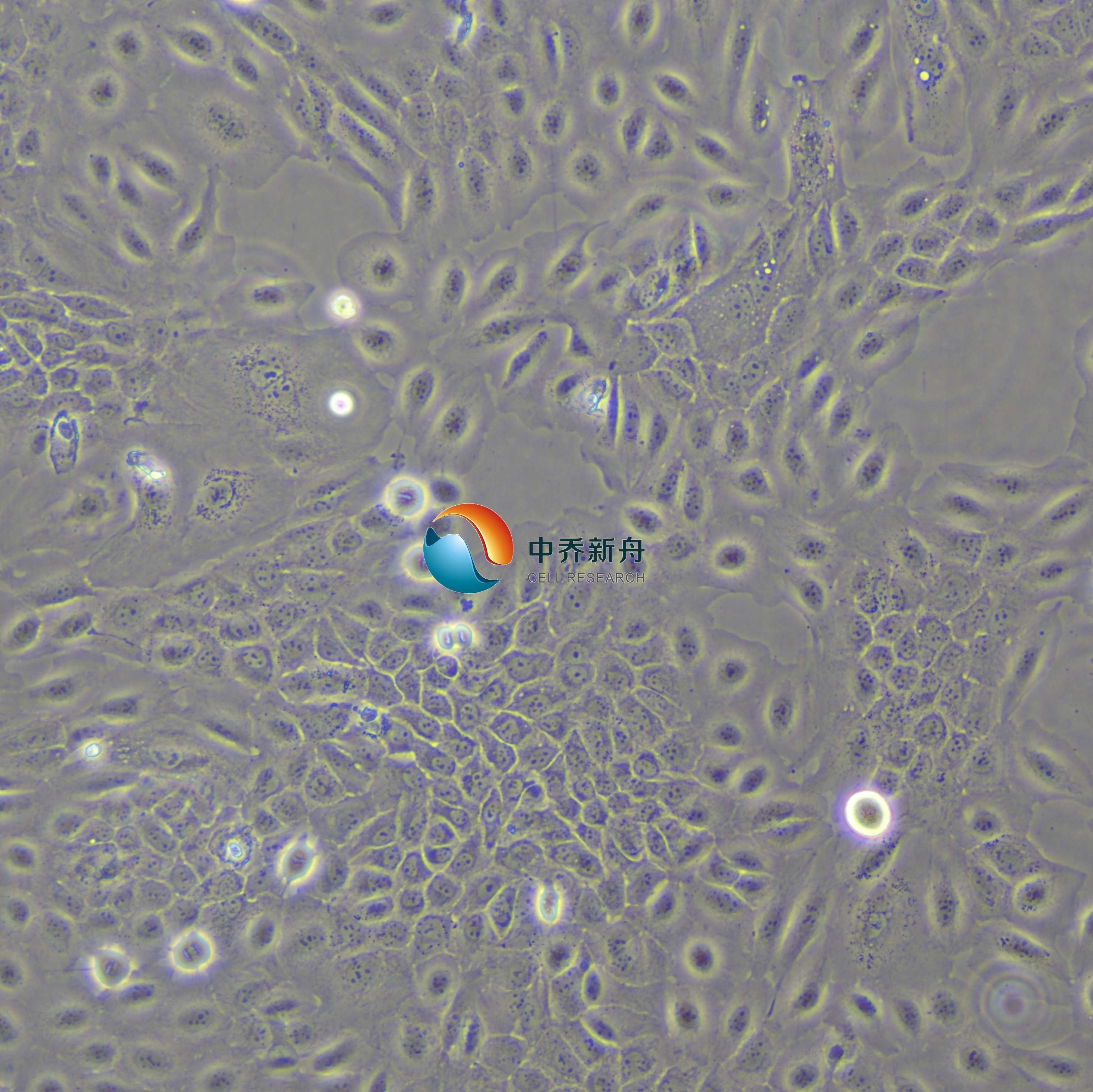 SCC-9人鳞状上皮舌癌细胞