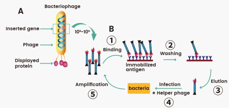噬菌体展示技术原理