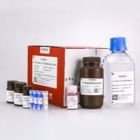 Tricine-PAGE小分子蛋白电泳套装(15%)