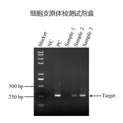 细胞支原体检测试剂盒（PCR法）