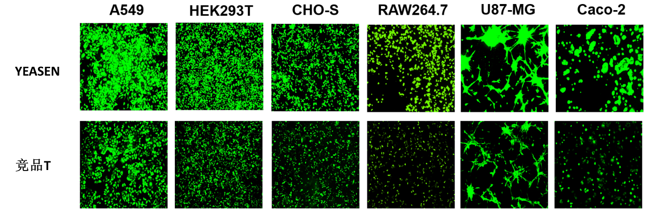 翌圣mRNA转染试剂:专为原代&免疫等难转染细胞系量身定制