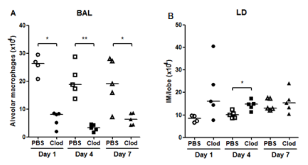 巨噬细胞清除小课堂 | 第三课:肺部