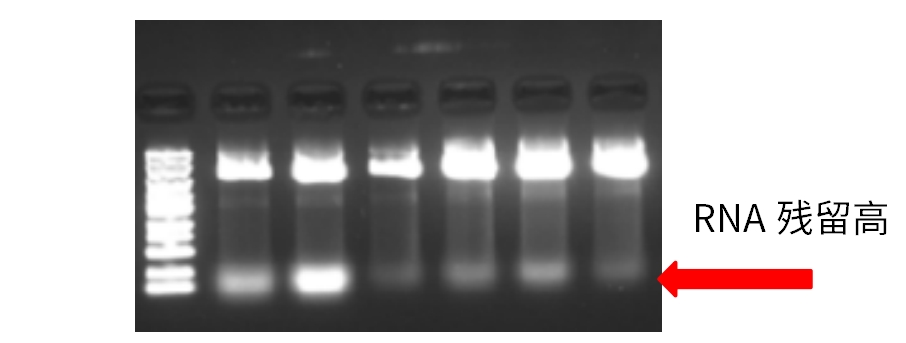案例分享 | 质粒提取的常见问题和解决方案!