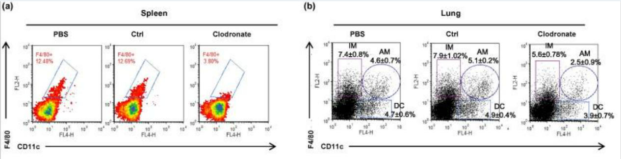 巨噬细胞清除小课堂 | 第三课:肺部