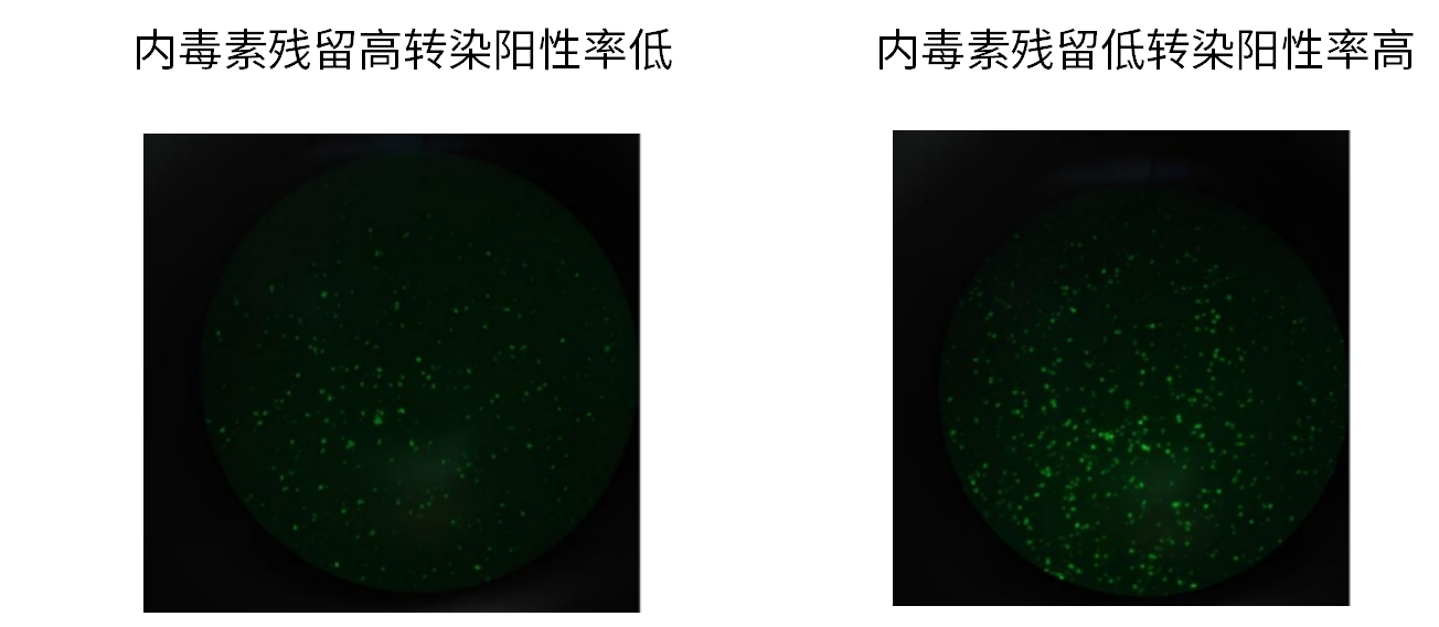 案例分享 | 质粒提取的常见问题和解决方案!