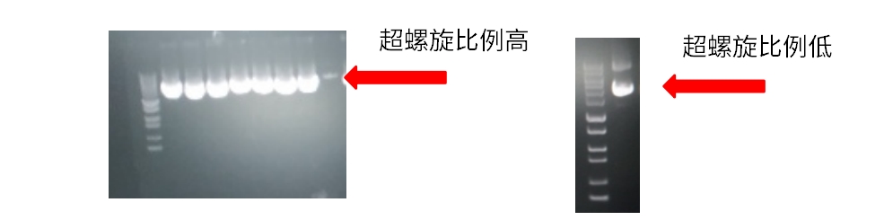 案例分享 | 质粒提取的常见问题和解决方案!