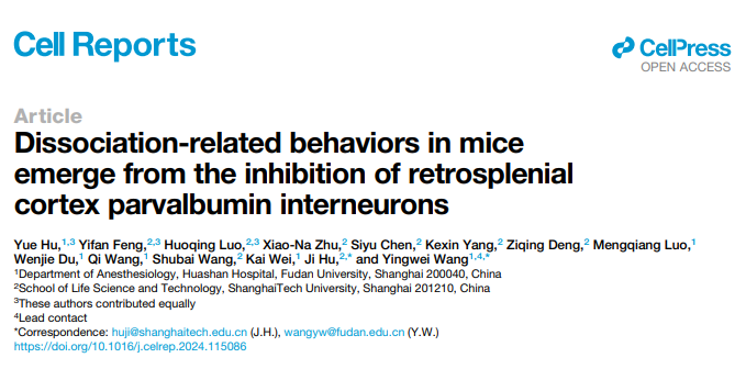 【客户文章】Cell Rep︱复旦大学附属华山医院王英伟教授/上海科技大学胡霁教授团队揭示氯胺丨酮诱导解离状态的新机制