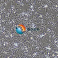 NRk-49F正常大鼠肾细胞