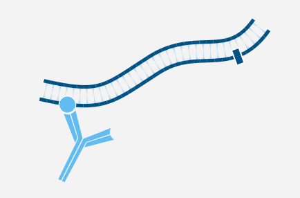 多色荧光如果两个一抗同种属来源怎么办？