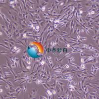 hCMEC/D3永生化人脑微血管内皮细胞