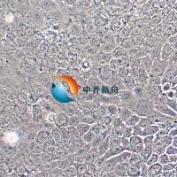 Capan-2人胰腺癌细胞