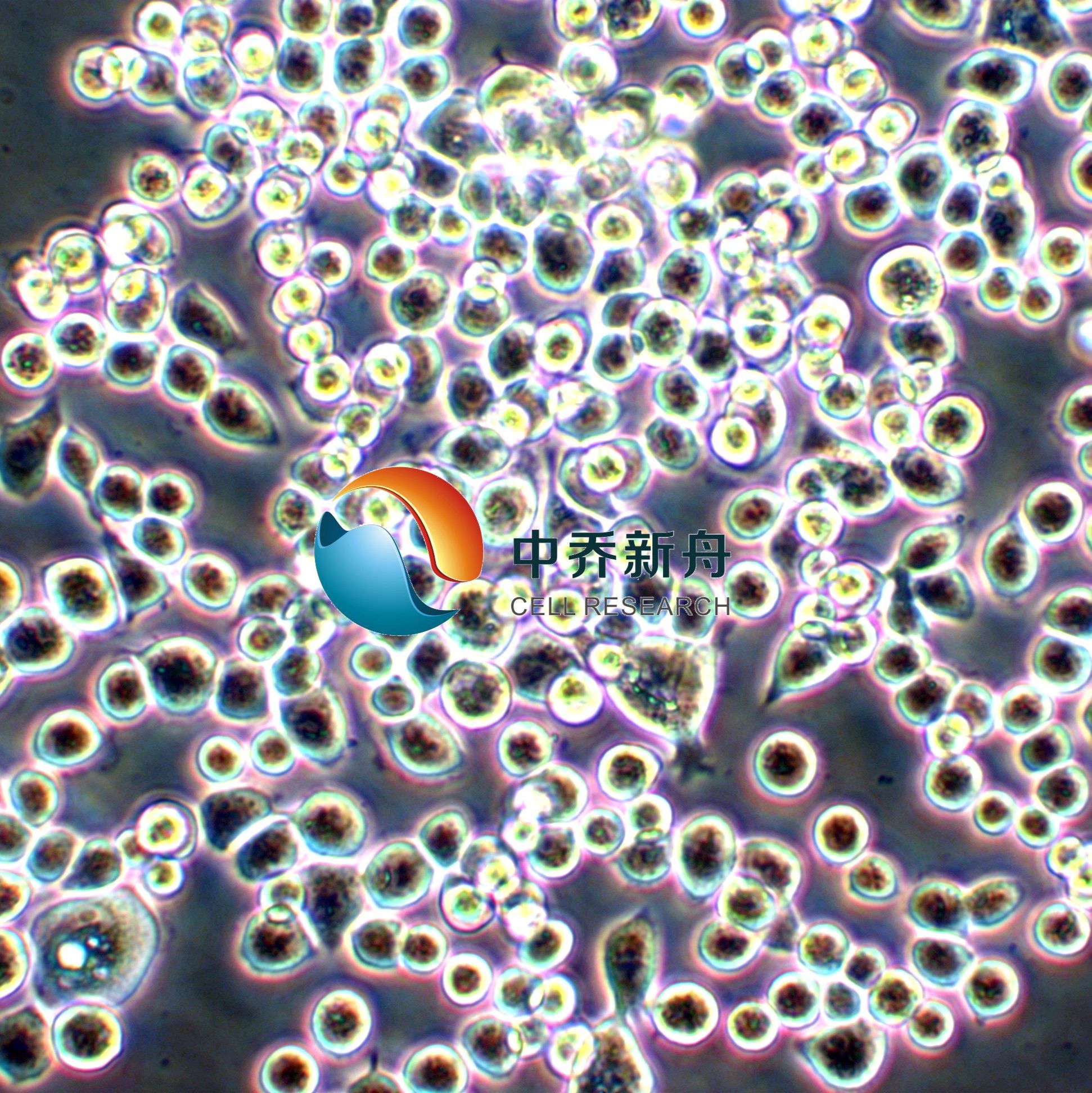 NUGC-4人胃癌细胞