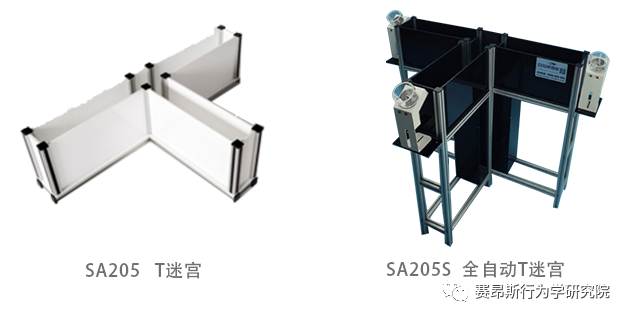 T迷宫-学习记忆的行为学研究方法