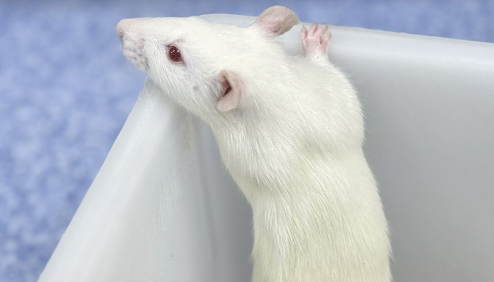 动物模型 | 小鼠D-半乳糖亚急性皮肤衰老模型