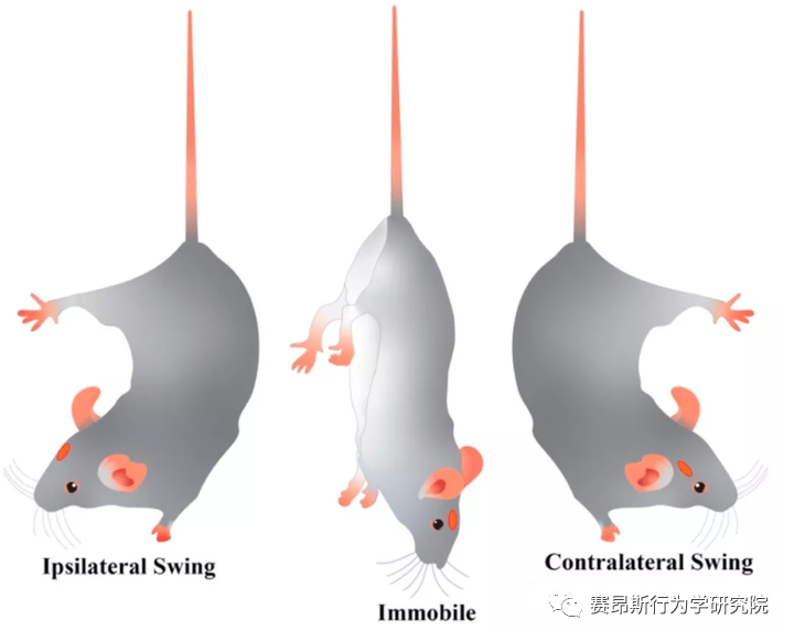 动物行为学实验之悬尾实验