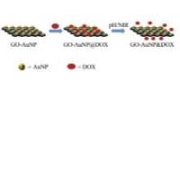 包载盐酸阿霉素(DOX)的氧化石墨烯(GO)纳米材料被金纳米球AuNP修饰