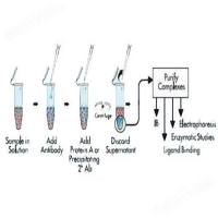 免疫共沉淀实验