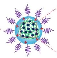 包载千金藤素CEP的PEG-PLGA聚合物胶束被甘露糖Mannose修饰