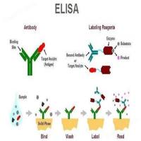 ELISA检测