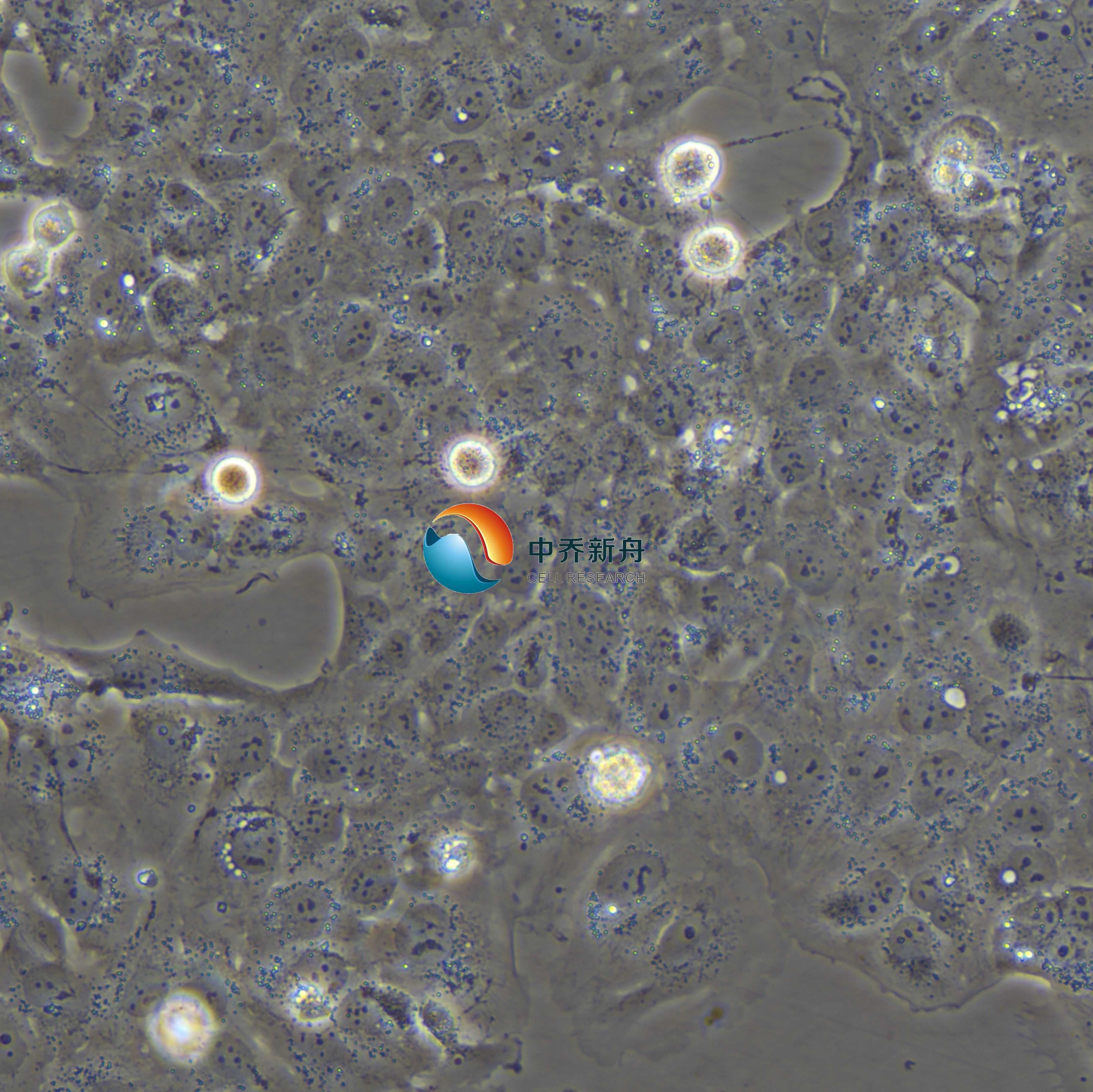 HET-1A人食管上皮细胞