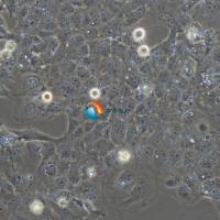 HET-1A人食管上皮细胞