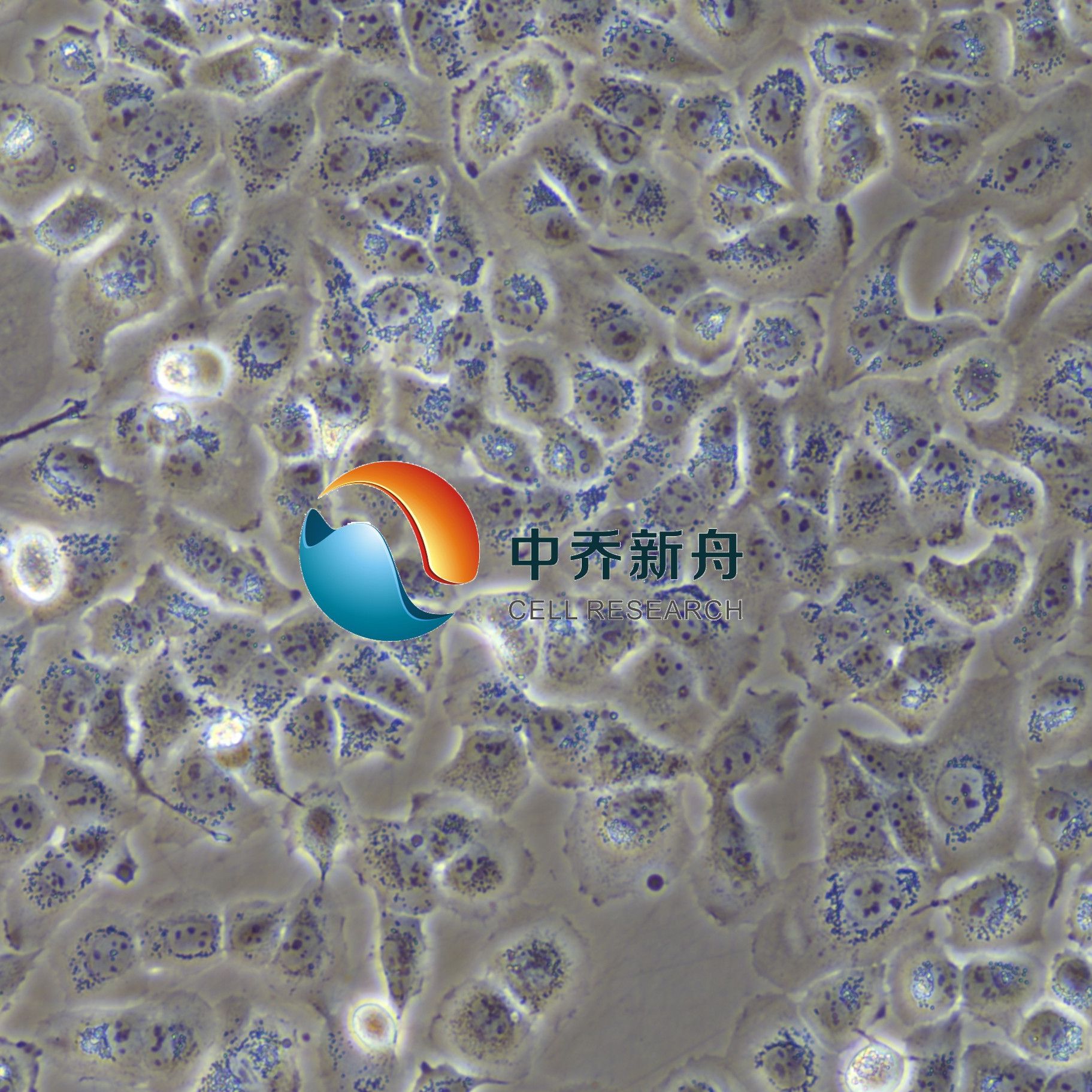 NCI-H23 人非小细胞肺癌细胞